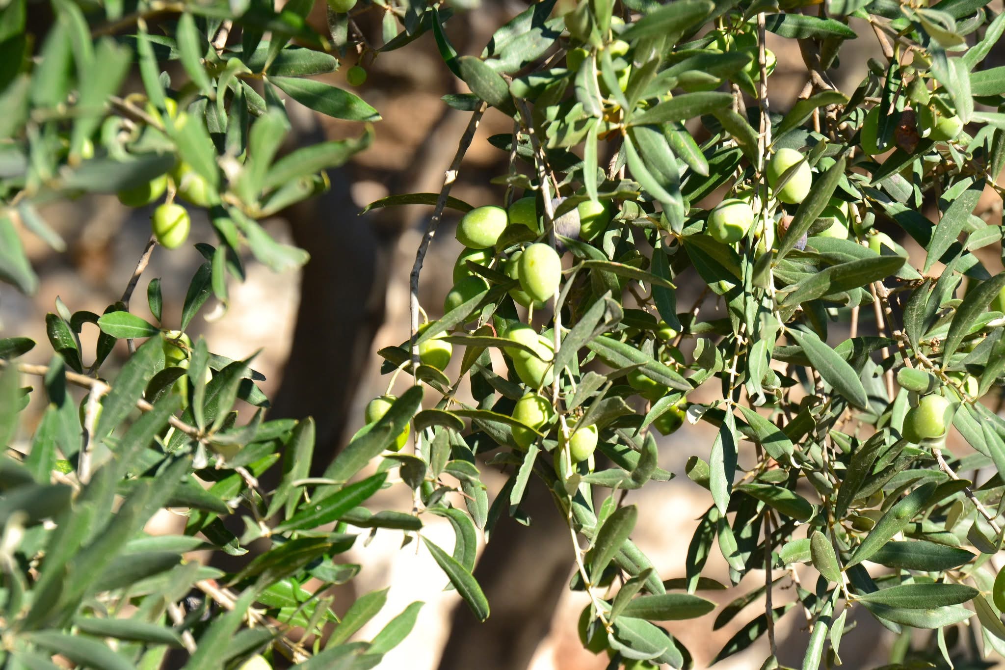 Green olives on the branch
