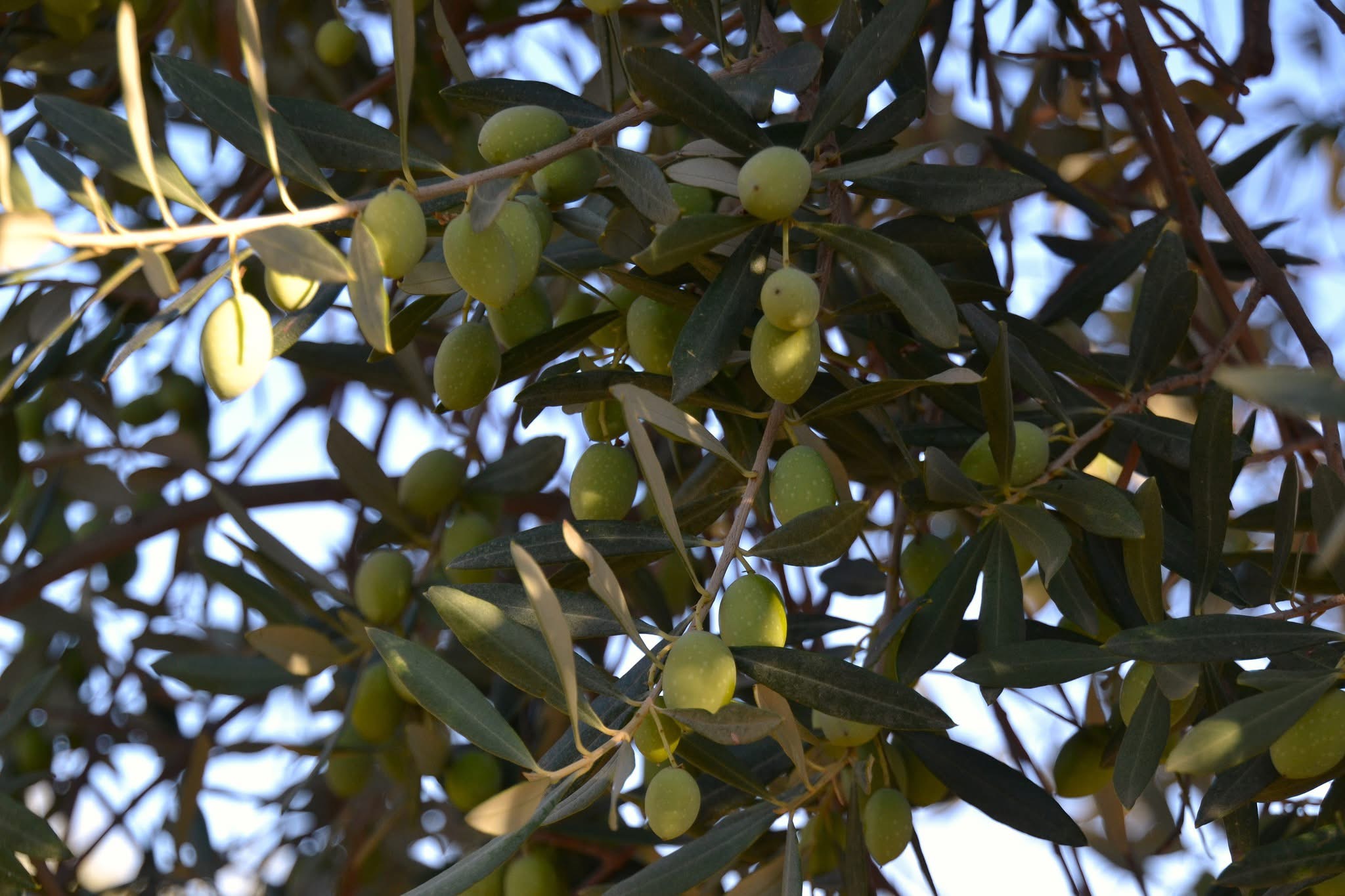 Olives ripening at golden hour