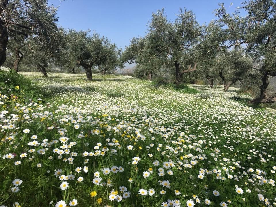 Olive groves above the village of Fih, Koura District